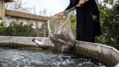 پرورش ماهی در خانه