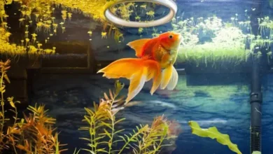 اکسیژن زیاد برای ماهی