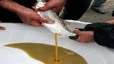 تخم ریزی ماهی سفید