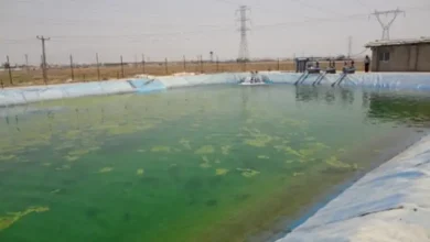 تراکم ماهی کپور در استخر بتنی