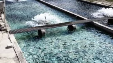 تعویض آب استخر پرورش ماهی