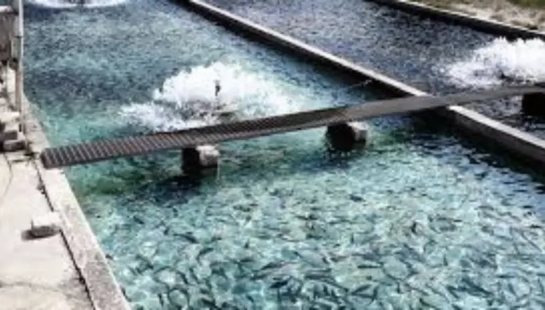 تعویض آب استخر پرورش ماهی
