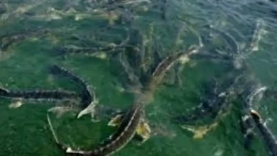 خرید بچه اوزون برون مازندران