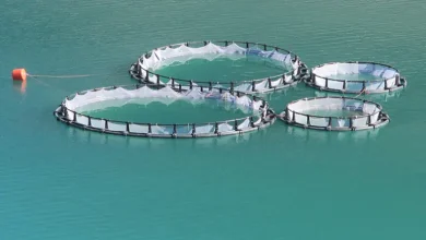 طرح توجیهی پرورش ماهی در قفس 1402