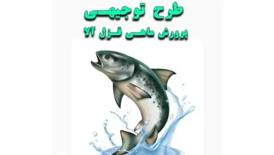طرح توجیهی پرورش ماهی قزل آلا