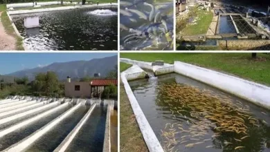 طرح توجیهی پرورش ماهی ۱۴۰۳