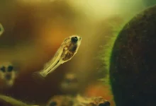 غذای بچه ماهی گوپی یک روزه