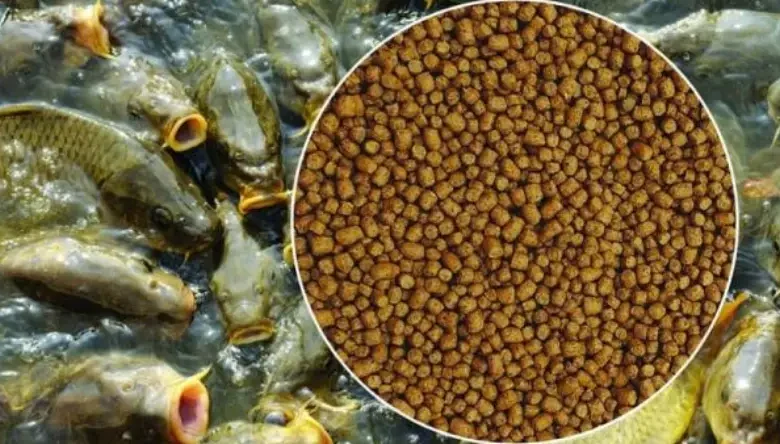 غذای ماهی آمور