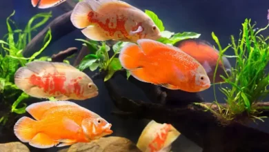 غذای ماهی اسکار