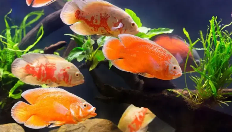 غذای ماهی اسکار