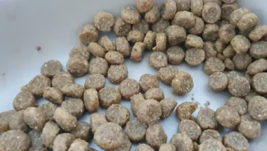 غذای ماهی سفید پرورشی