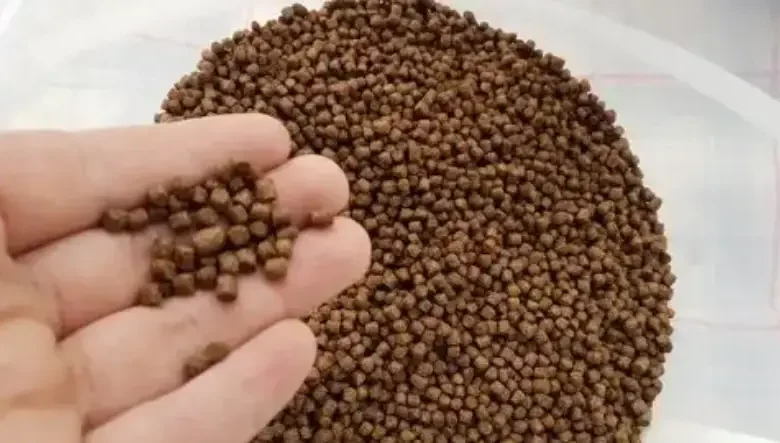 غذای ماهی کوی