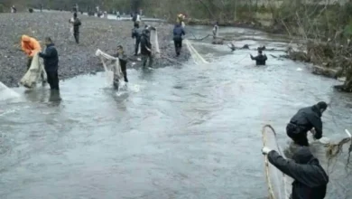 فصل تخم ریزی ماهی دریا