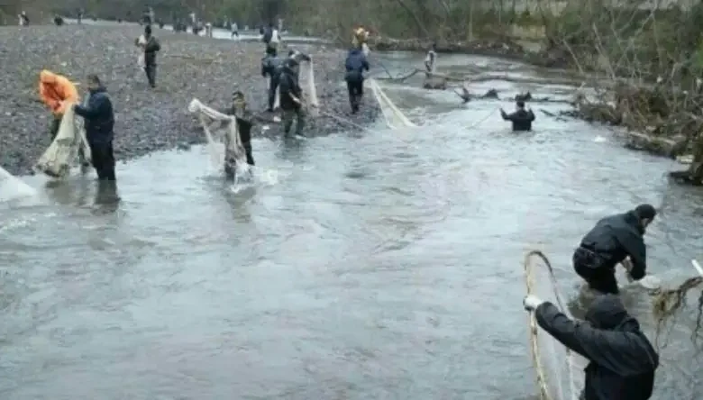 فصل تخم ریزی ماهی دریا