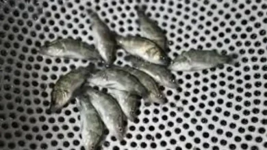 قیمت بچه ماهی سی باس