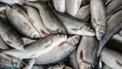 قیمت ماهی برای پرورش