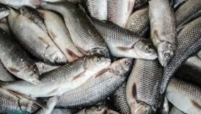 قیمت ماهی برای پرورش