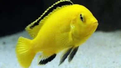 ماهی ماکرو با چه ماهی هایی سازگار است