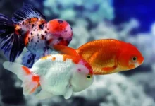 ماهی های سازگار با گوپی