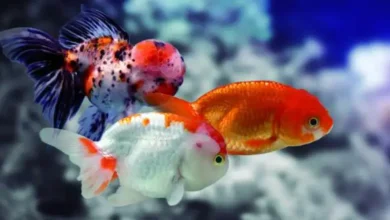 ماهی های سازگار با گوپی