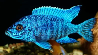 نگهداری ماهی سیچلاید