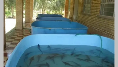 هزینه پرورش ماهی در خانه