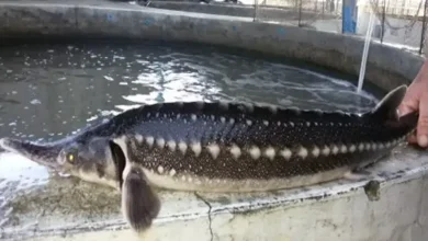 پرورش اوزون برون