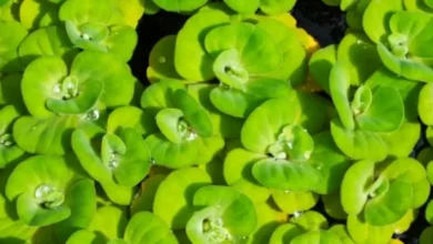 کاهو برای ماهی کوی