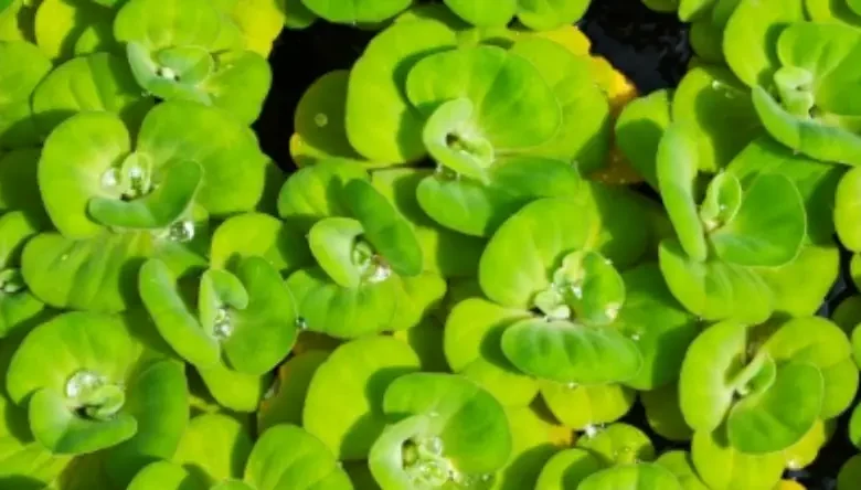 کاهو برای ماهی کوی