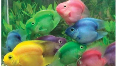 انواع ماهی پرت