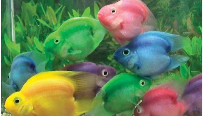 انواع ماهی پرت