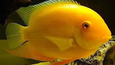 انواع ماهی گوشتخوار