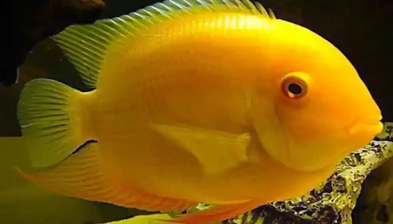 انواع ماهی گوشتخوار