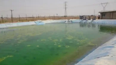 بهترین نوع استخر پرورش ماهی کپور