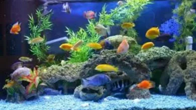 تولید کننده ماهی زینتی