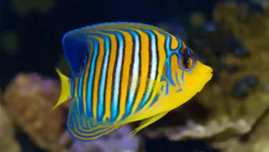 خرید ماهی آکواریومی