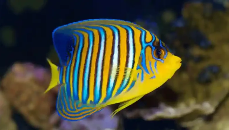 خرید ماهی آکواریومی