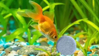 روش استفاده از غذای مسافرتی ماهی