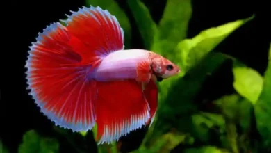 زیباترین ماهی های آکواریومی آب شیرین گیاه خوار