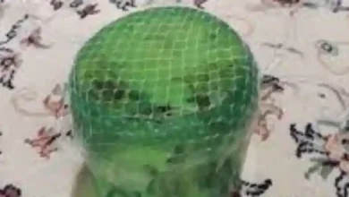 ساخت زایشگاه ماهی مولی