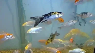 شرایط نگهداری ماهی کوی در حوض