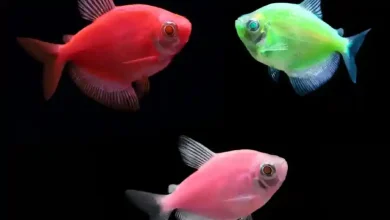 علت مردن ماهی های آکواریوم