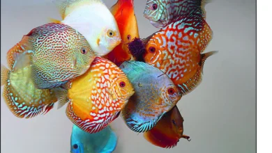 علت گوشه گیری ماهی دیسکس