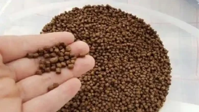 غذای کپور پرورشی