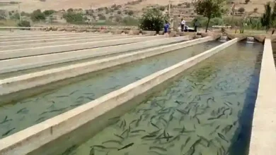 قیمت خاویار زنده در ایران