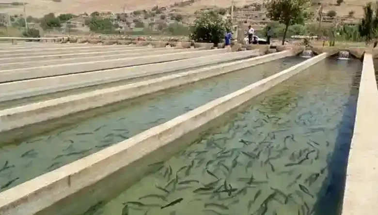 قیمت خاویار زنده در ایران