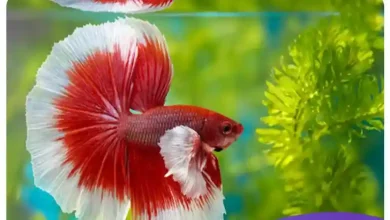 لیست ماهی های گوشتخوار برای پرورش
