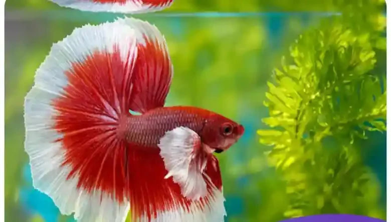 لیست ماهی های گوشتخوار برای پرورش
