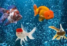 ماهی فایتر با چه ماهی هایی سازگار است