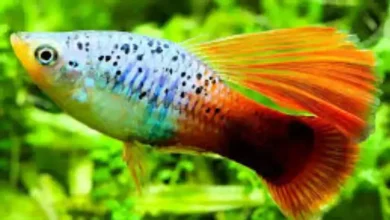 ماهی های زنده زا گوشتخوار